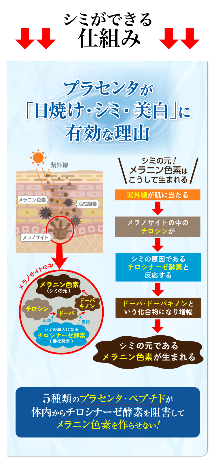 プラセンタ 効果 肌